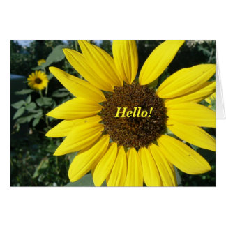 Joli tournesol