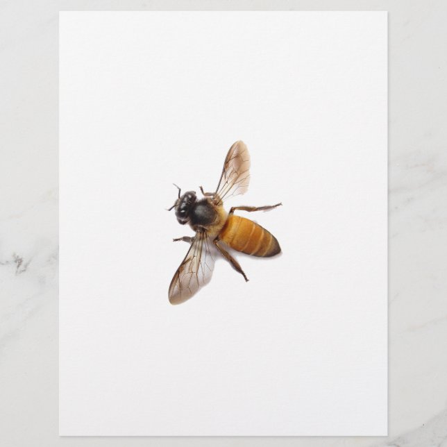 Jolie abeille mellifère abeille bourdon (Devant)