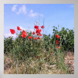 Jolie affiche de coquelicots rouges et vignes