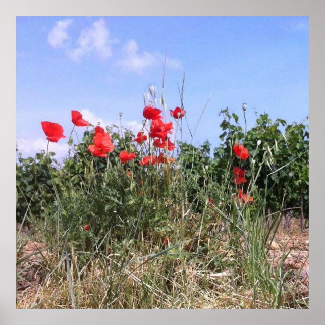 Jolie affiche de coquelicots rouges et vignes (Devant)