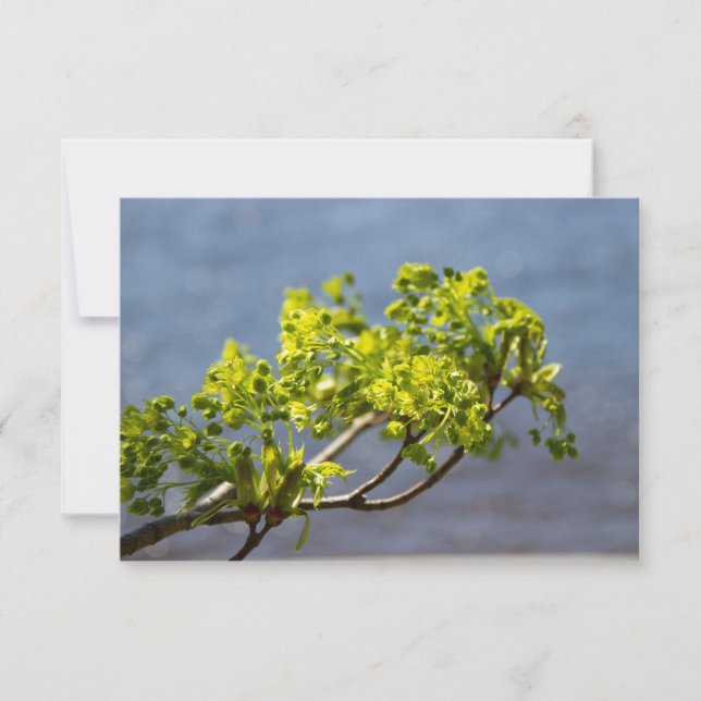 Jolie branche verte dans le vent  (Devant)