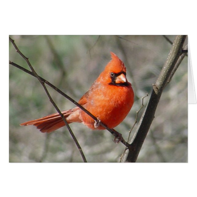 Jolie carte Cardinal du Nord Red Bird (Devant horizontal)