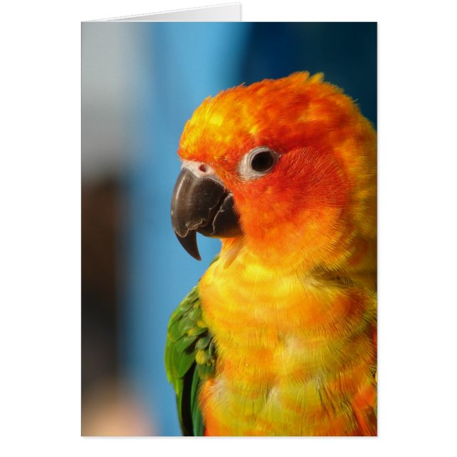 Jolie carte d'accueil colorée d'oiseaux (Devant)