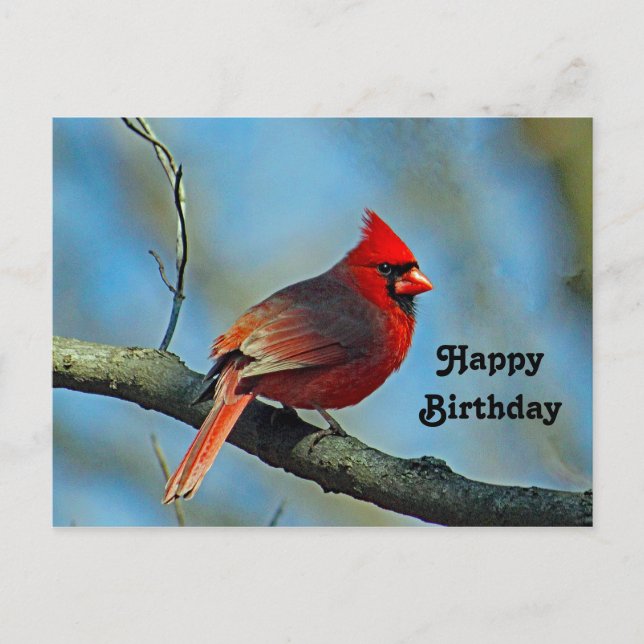 Jolie carte d'anniversaire au Cardinal Rouge (Devant)
