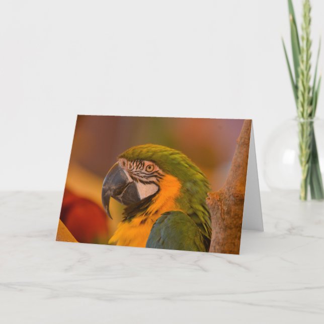 Jolie carte de note de perroquet (Devant)