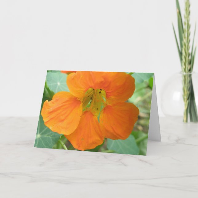 Jolie carte de voeux Orange Nasturtium (Devant)