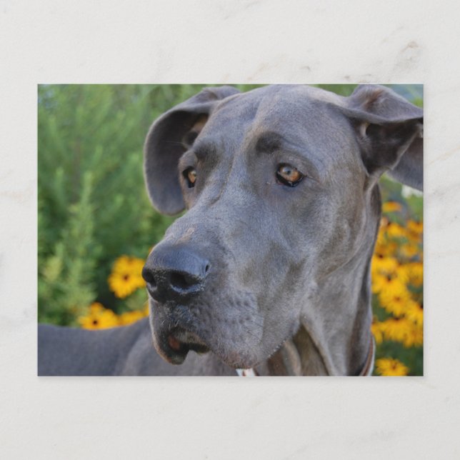 Jolie Carte Postale (Devant)