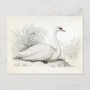 Jolie carte postale avec illustration vintage de c