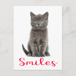 Jolie carte postale d'amitié avec un chaton gris H