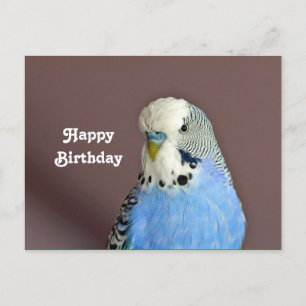 Jolie carte postale d'anniversaire avec perroquet