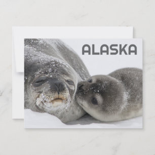 Jolie carte postale de bébé phoque d'Alaska et mam