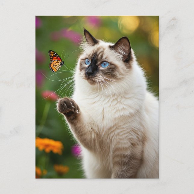 Jolie carte postale de chat blanc papillon yeux bl (Devant)