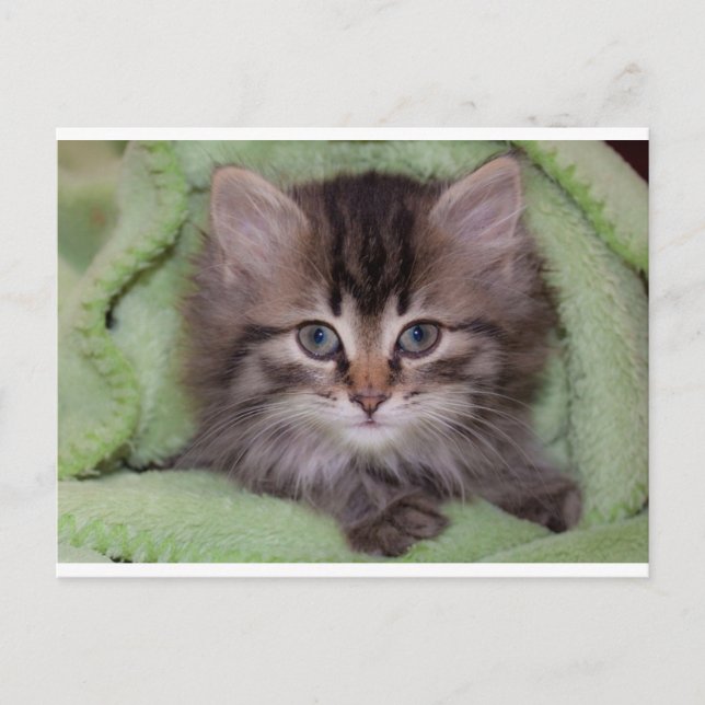 Jolie carte postale de chaton gris sur couverture  (Devant)