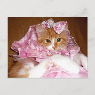 Jolie carte postale de chaton rose
