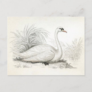 Jolie carte postale d'illustration de cygne Vintag