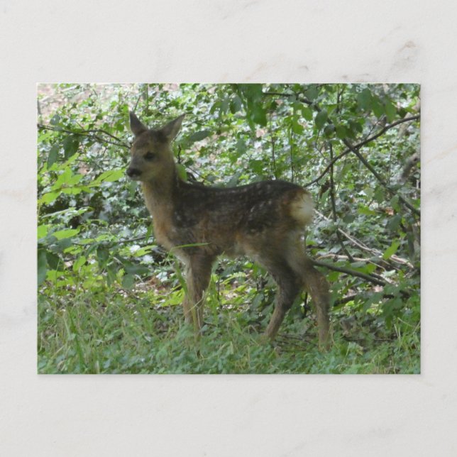 Jolie carte postale DIY de chevreuil dans la forêt (Devant)