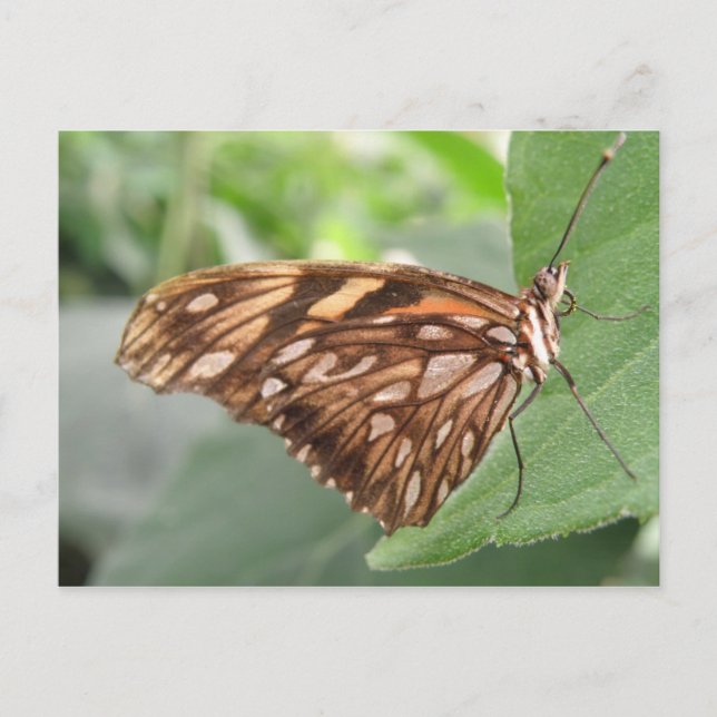 Jolie carte postale papillon Brown (Devant)