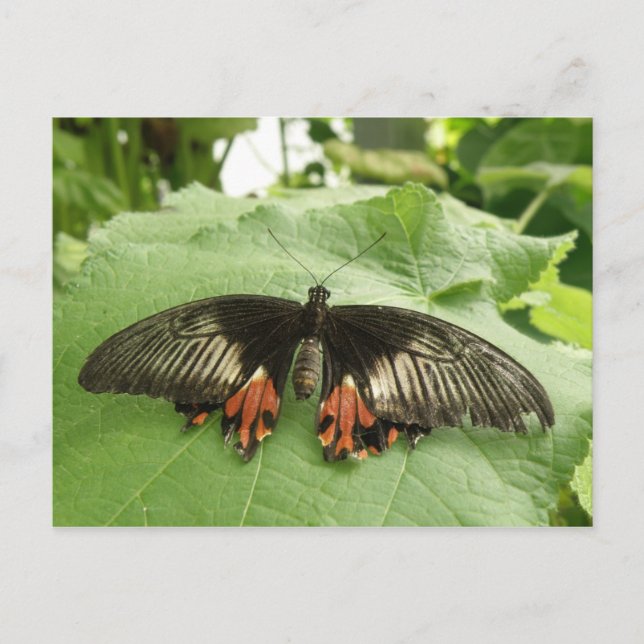 Jolie carte postale Papillon noir rouge et or (Devant)
