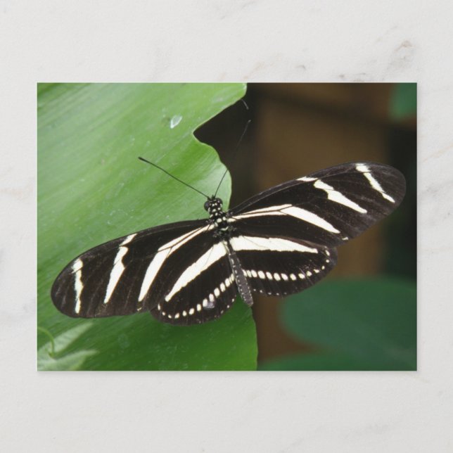 Jolie carte postale Papillon Zebra Longwing (Devant)