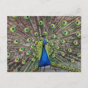 Jolie carte postale Peacock
