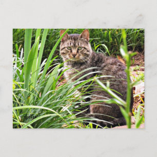 Jolie carte postale photo de chat tigré dans l'her