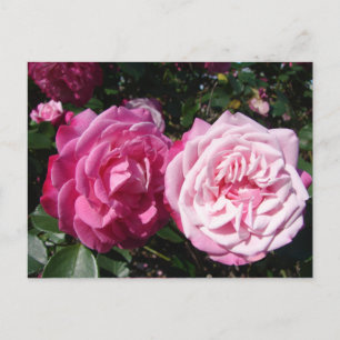 Jolie carte postale photo de rose vintage rose