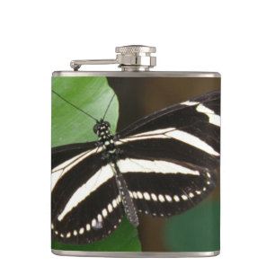 Jolie flacon à papillon à aile longue Zèbre
