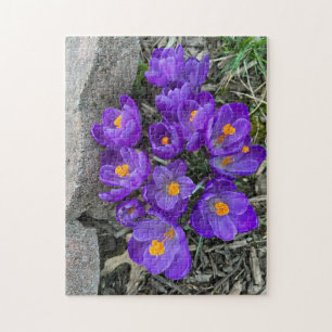 Jolie Fleurs de Crocus pourpres dans Puzzles de Ja