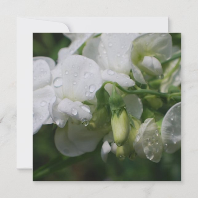 Jolie Fleurs de pois doux blancs (Devant)