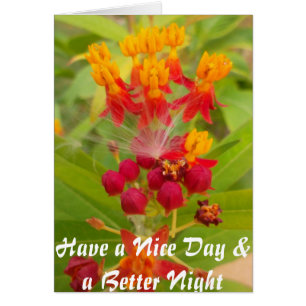 Jolie florale colorée avec Milkweed Art Imprimer