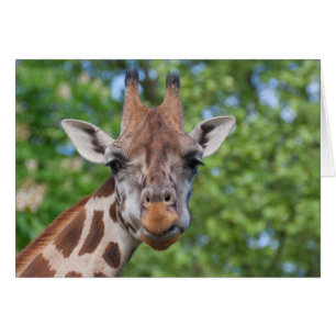 Jolie Giraffe Portrait