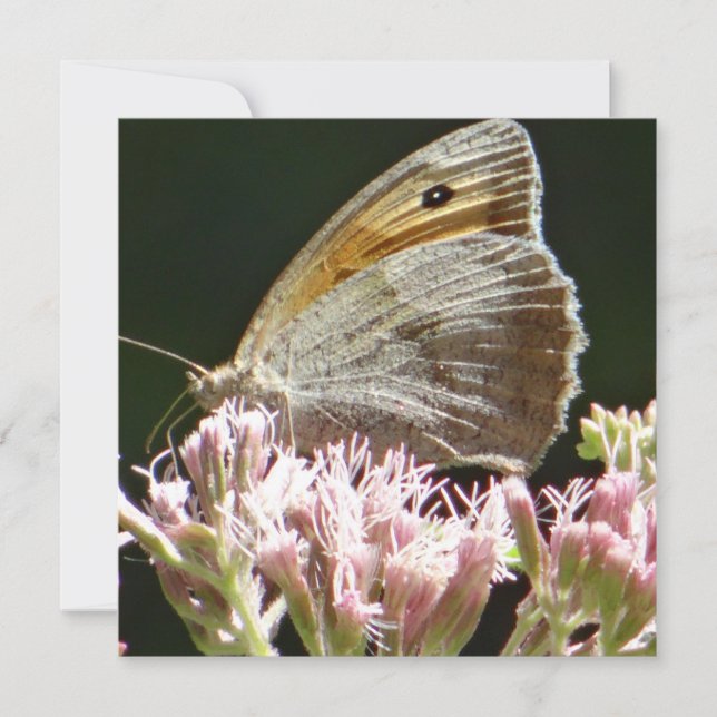 Jolie grande carte à plat papillon (Devant)