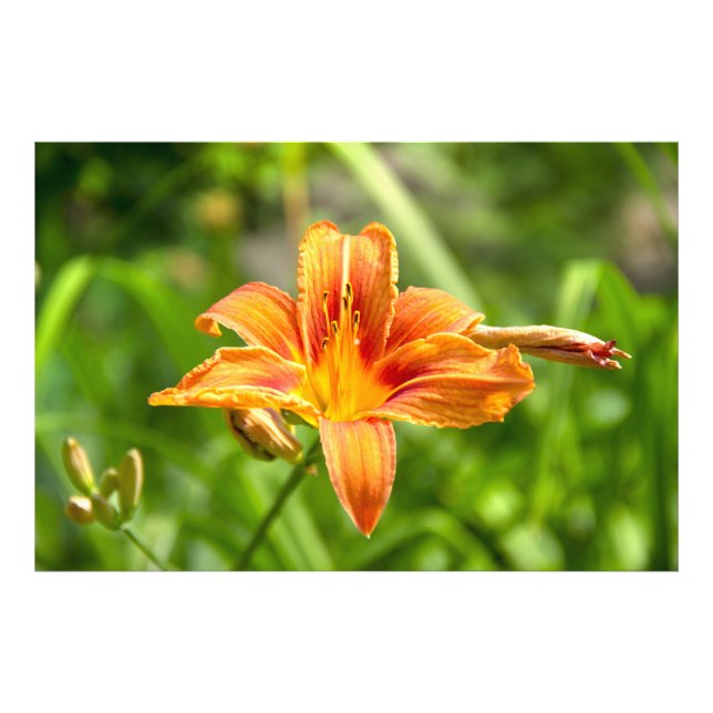 Jolie grande fleur Lily photo (Devant)
