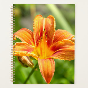 Jolie grande fleur Lily photo