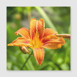 Jolie grande photo de fleur de Lys