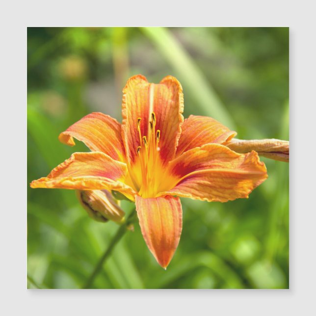 Jolie grande photo de fleur de Lys (Devant)