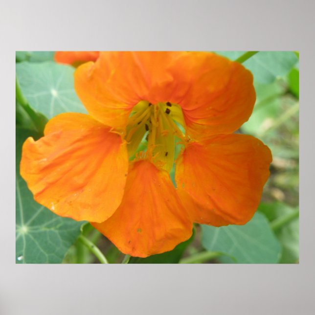 Jolie impression de fleurs de Nasturtium orange (Devant)