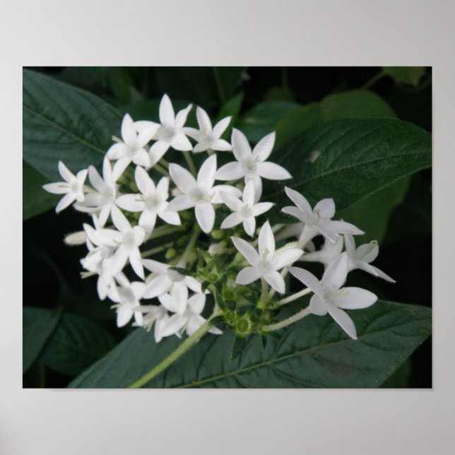 Jolie impression de fleurs tropicales blanches (Devant)