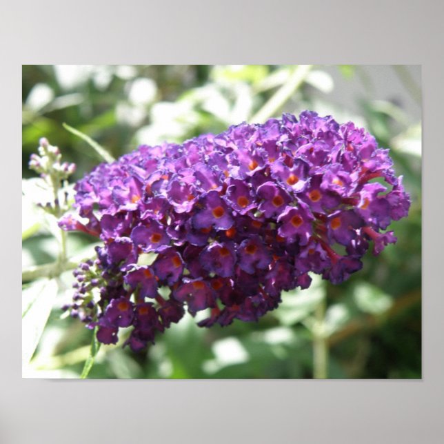 Jolie impression de fleurs violettes de Buddleia (Devant)