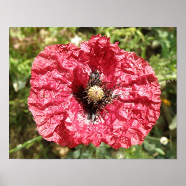 Jolie impression macro de fleur de pavot rouge (Devant)