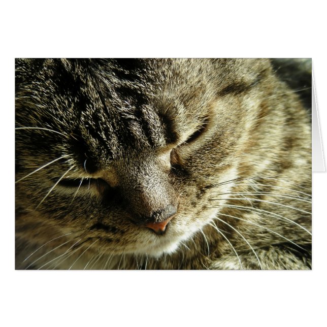 Jolie Kitty (Devant horizontal)