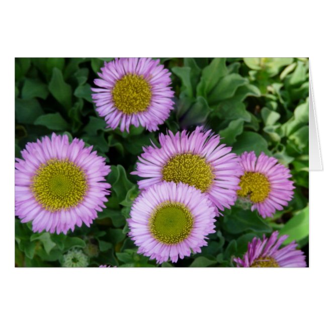 Jolie Lavender Erigeron Flowers (Devant horizontal)