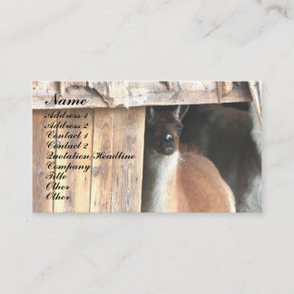 Jolie Llama Carte de visite animal de ferme