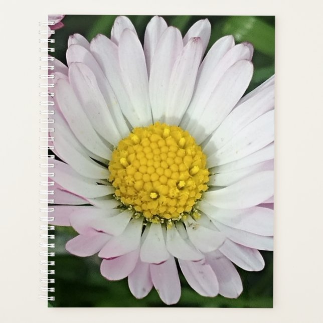 Jolie marguerite (Devant)
