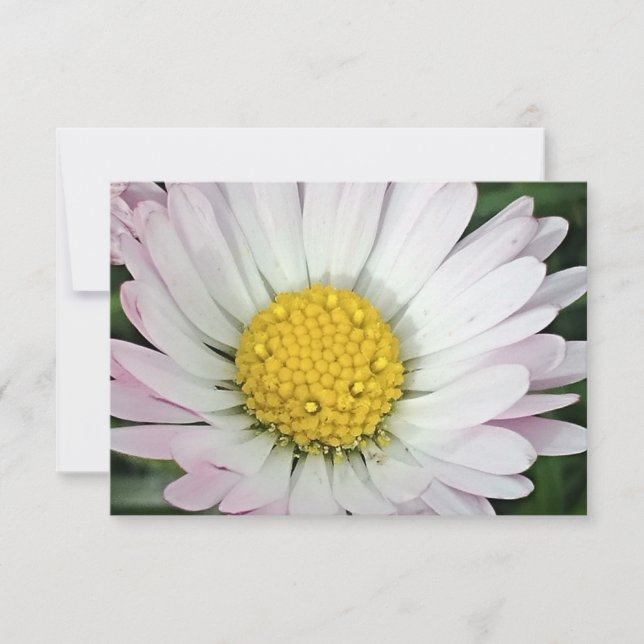 Jolie marguerite (Devant)