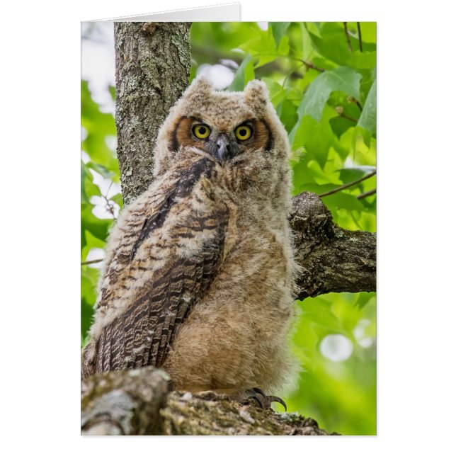 Jolie Owlet (Devant)