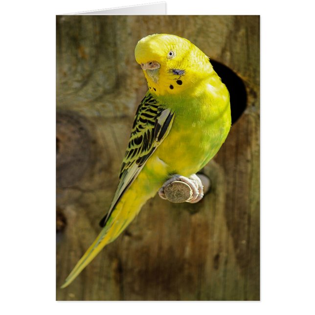 Jolie Parakeet Jaune (Devant)