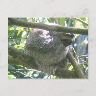Jolie paresseux de Costa Rica carte postale DIY