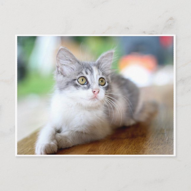 Jolie petite carte postale de chaton gris et blanc (Devant)