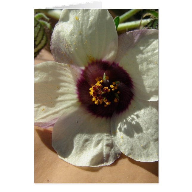 Jolie petite fleur blanche (Devant)